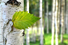 obraz na stenu lístoček z brezy breza birch